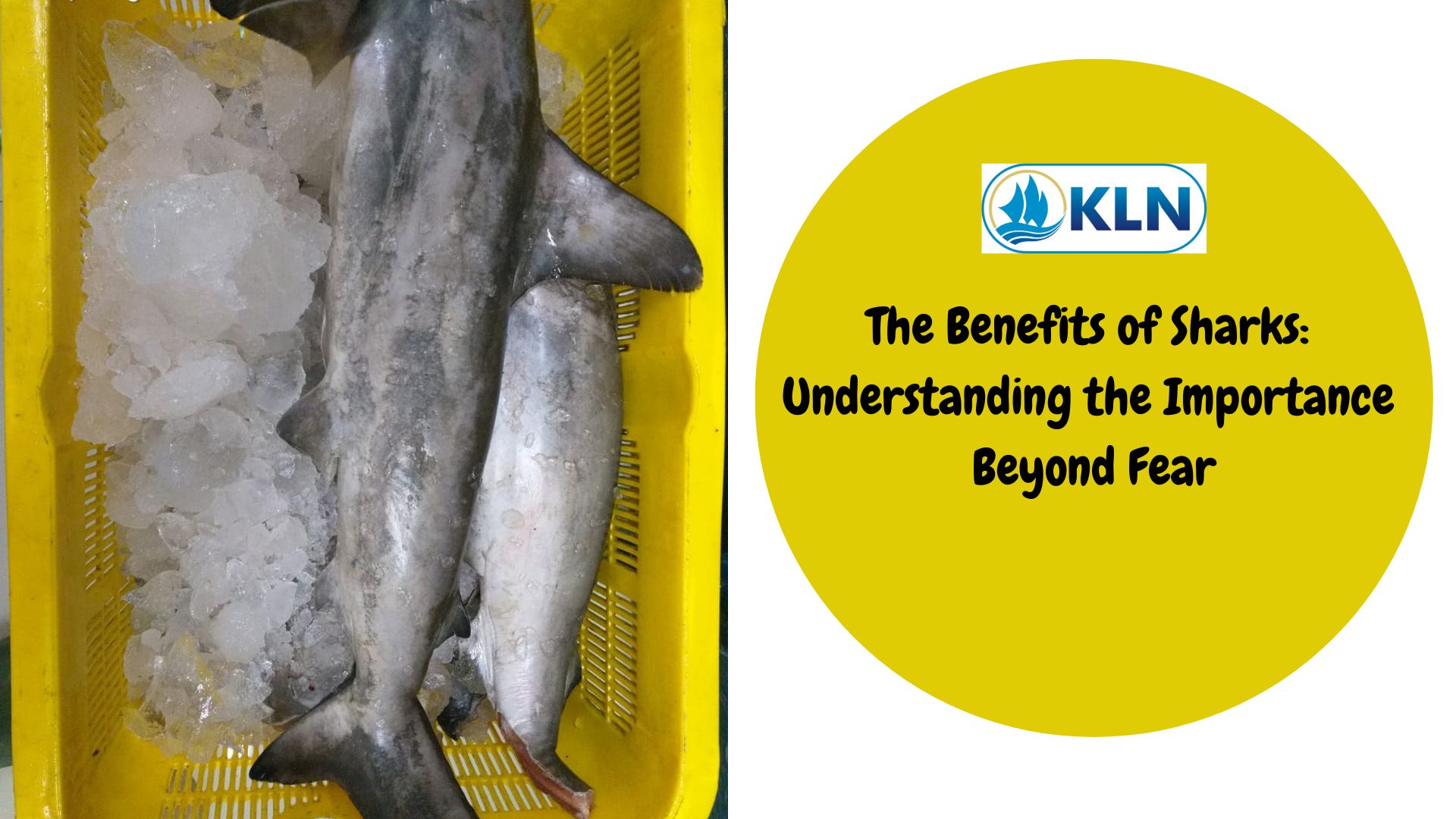 The Benefits of Sharks: Understanding the Importance Beyond Fear